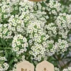 Frö Alyssum Snow