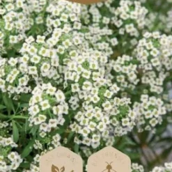 Frö Alyssum Snow