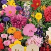 Frö Blomfrö Rosa