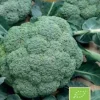 Frö Broccoli Calabrese