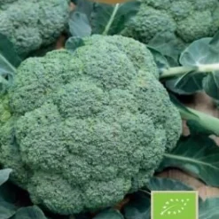 Frö Broccoli Calabrese