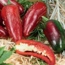 Frö Chilipaprika Jalapeño