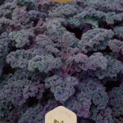 Frö Grönkål Scarlet
