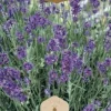 Frö Lavendel