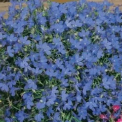 Frö Lobelia Crystal