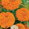 Frö Marigold Hawaii