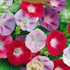 Frö Morning Glory