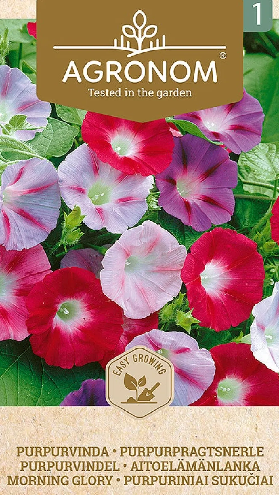 Frö Morning Glory