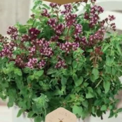 Frö Oregano
