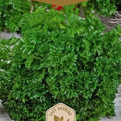 Frö Persilja Astra