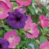 Frö Petunia
