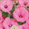 Frö Ros Mallow Love