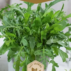 Frö Ruccola