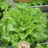 Frö Sallad Australische