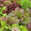 Frö Sallad Baby Leaf