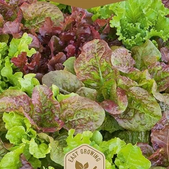 Frö Sallad Baby Leaf