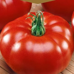 Frö Tomat Marmande
