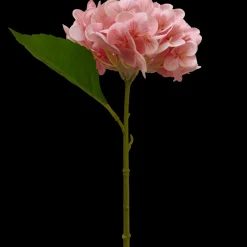 Hortensia