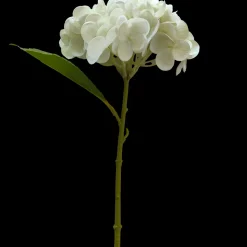Hortensia