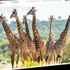 Pussel Giraffer